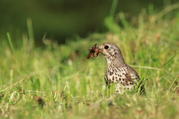 Mistle thrush (Turdus viscivorus), worms colleting for feeding young birds