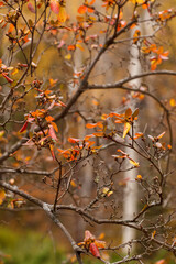 Autumn leaves in the forest on a blurred background of trees. Colorful foliage in the autumn park. Excellent background on the theme of autumn. Vetical, floral scene, gardening design