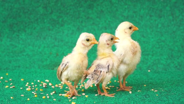 The yellow serama chicks on a artificial grass background. With Sound.