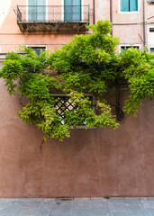 green plant hanging over a building in Italy 