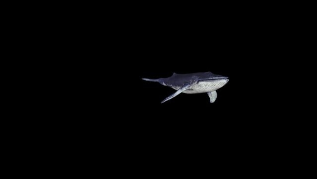 Whale Swim animation.Full HD 1920&times;1080.7 Second Long.Transparent Alpha video.