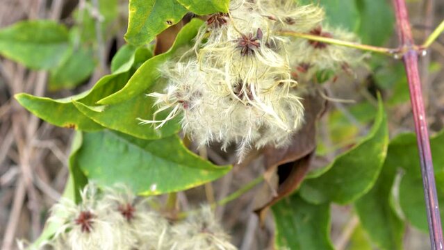 Flower of the plant clematis vitalba, Beggars Herb, clematide, climbing plant