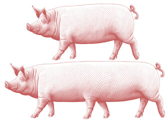 Pig. Editable hand drawn illustration. Vector vintage engraving. 8 EPS - 512100651