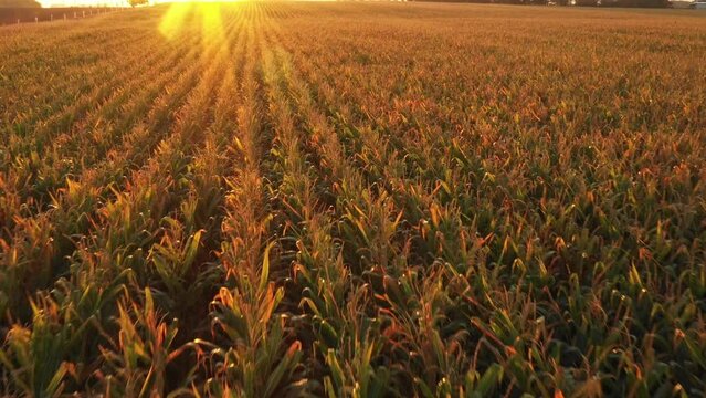 Aerial flying over golden green corn field ready for harvest