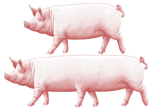 Pig. Editable hand drawn illustration. Vector vintage engraving. 8 EPS