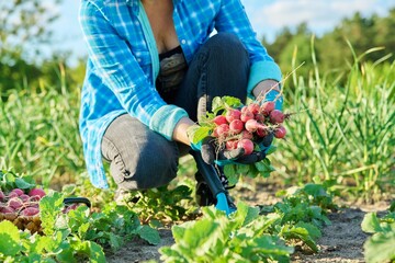 Close-up of farmers hands picking radishes in basket