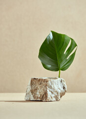 Stone podium for demonstration organic cosmetic. Tropic green leaf of monstera. Pedestal for beauty...
