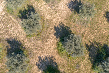 Aerial view Old Olive grove Spain