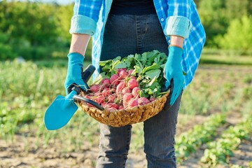 Close-up of basket with freshly picked radishes in the hands of gardener