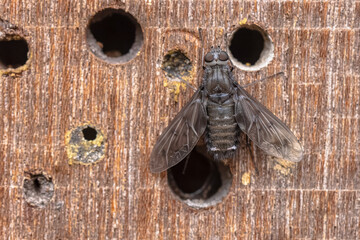Anthrax anthrax Bee Fly