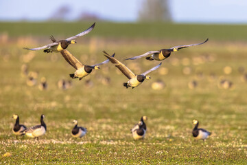 Barnacle geese flying on migration