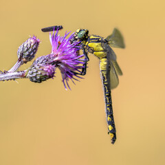 Common Clubtail Dragonfly