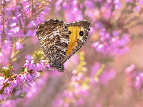 Rock grayling butterfly on heath