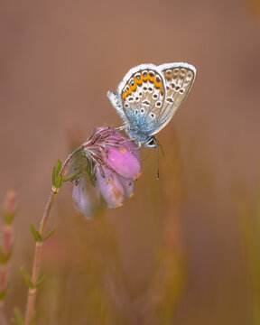 Silver Studded Blue Butterfly on Erica Heath