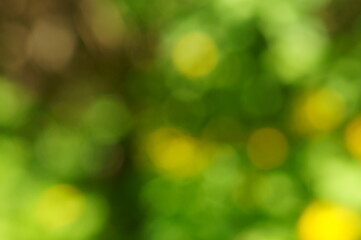Blurred color background. Background image. Green leaves and yellow wildflowers. Color image.