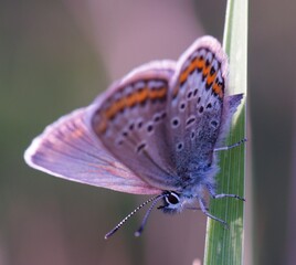 A beautiful pigeon butterfly in wildflowers. Insects in nature.