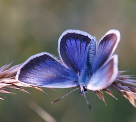 A beautiful pigeon butterfly in wildflowers. Insects in nature.