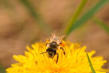A bumblebee collects pollen from a yellow dandelion. Insects in nature.