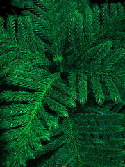 christmas background