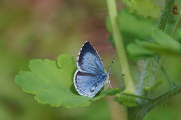 A small blue butterfly on a flower. Beautiful insects in nature.