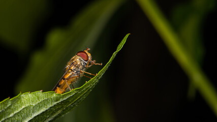 Schwebfliege sitzt auf einem Baltt