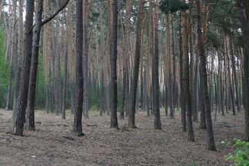 Naklejka premium Nice deep pine forest