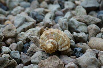 Seashell on the river bank. Vacation at the sea. To relax.