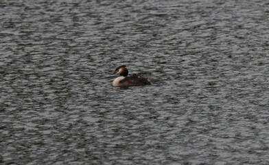 Great crested grebe with small chicks on lake