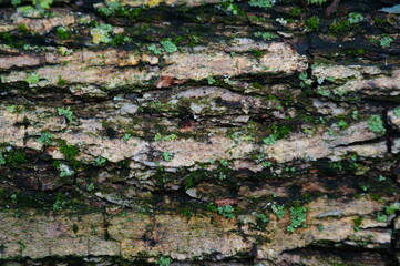 Tree bark close-up. Natural background.