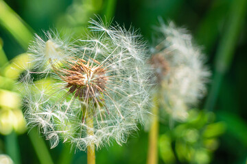 Close-up of a delicate dandelion with a blurry green background. Beautiful white dandelion on a sunny lawn