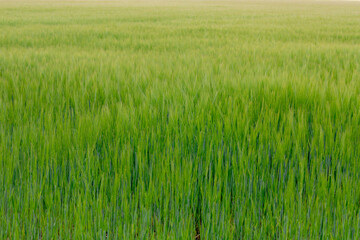 Selective focus of young green barley (gerst) in the field, Hordeum vulgare, Texture of soft ears of wheat in the farm, Agriculture industry in countryside, Nature pattern background.
