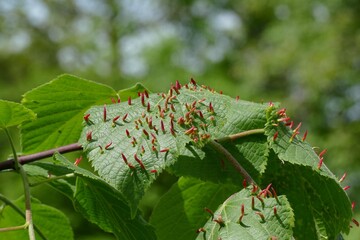 Huge lime nail gall on leaf