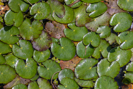 Top view of green small lotus leaves in the pond with selective focus, Nymphoides peltata is perennial rooted aquatic plant with floating leaves of the family Menyanthaceae, Nature floral background.