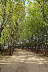 Autumn scene at Southern Highlands NSW Australia. Landscape Photography