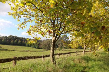 Fototapeta na wymiar Autumn scene at Southern Highlands NSW Australia. Landscape Photography