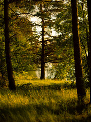 sun rays in the pine forest near the lake