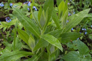 Centaurea montana young green leaves in spring close up.