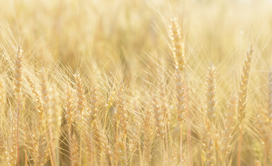 Field of rye in a summer day. Ripening rye ears, Sunrise or sunset time.