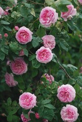 pink roses in a garden