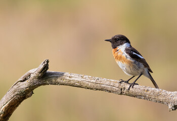 European stonechat, Saxicola rubicola. The male sits on a dry branch