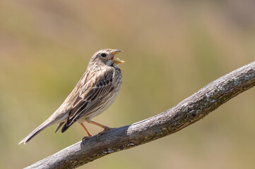 Corn bunting, Emberiza calandra. A bird sings, sitting on a branch