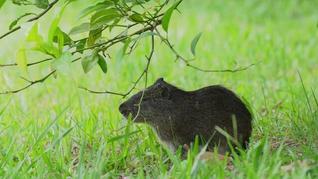 Wild cavy brazilian guinea pig, cavia aperea standing with two feet, stretching its body to reach for fresh green leaves, pantanal conservation area, south america.