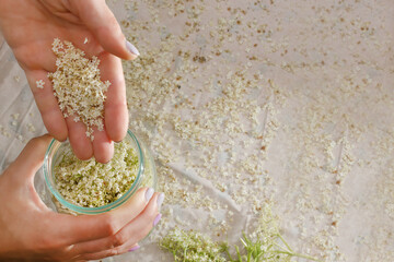 Home-made lemonade, a woman prepares lemonade from fresh elderflowers.