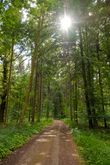Waldweg im Gegenlicht