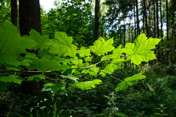 Frische hellgrüne Blätter des Ahorn an einem Zweig im Wald