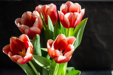 Red tulips on a concrete background. Beautiful flowers on the table