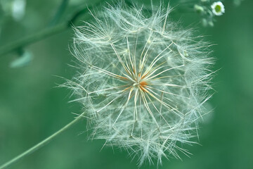 Fototapeta premium dandelion in the grass close up