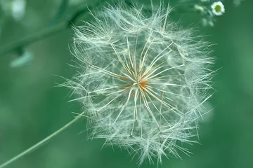 Zelfklevend Fotobehang dandelion in the grass close up © excalibur