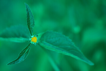 dragonfly on a green leaf