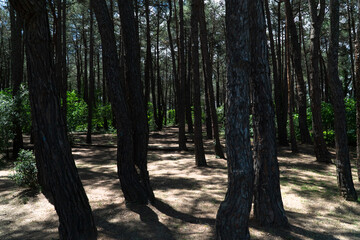 Ataturk kent ormani in Istanbul. Ataturk City Forest. Green spaces in Istanbul city. Green parks or recreational areas in city.